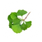 American Ginseng